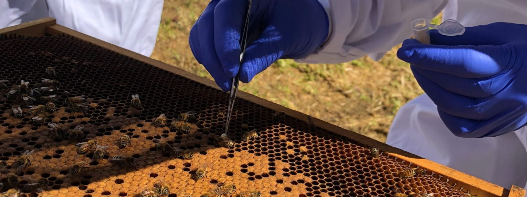 Picture of a researcher's hands using tweezers to pickup a bee from a bee frame and placed it into a collection tube.