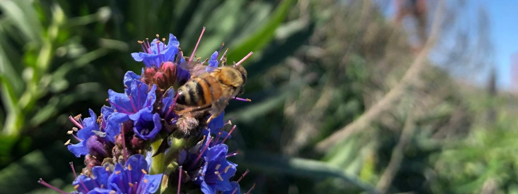 Closeup picture of single honeybee on blue flower within a field