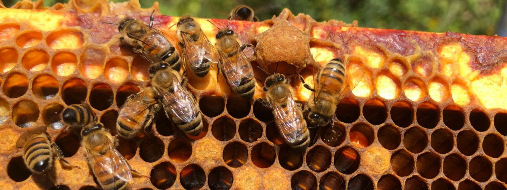 Picture of zoomed in hive frame, with several honeybees crawling within the frame