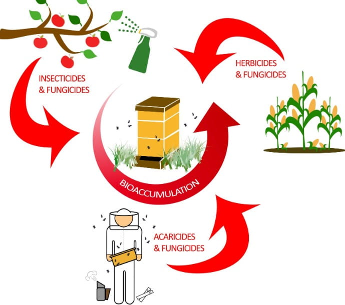 Figure from the paper "Understanding the Effects of Sublethal Pesticide Exposure on Honey Bees: A Role for Probiotics as Mediators of Environmental Stress". Depicting bioaccumulation of pesticides in a honey bee colony from insecticides, herbicides, and fungicides from common agricultural practices.