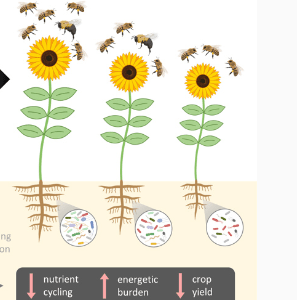 Figure from "Deteriorating microbiomes in agriculture - the unintended effects of pesticides on microbial life", depicting microbial dysbiosis in plant-soil interactions. Figure describes increasing energetic burden on plant, and decreased nutrient cycling and crop yield.